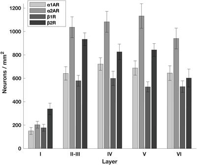 Differences in Noradrenaline Receptor Expression Across Different Neuronal Subtypes in Macaque Frontal Eye Field